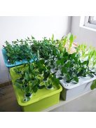 6 Holes Plant Site Hydroponic Garden Pots Planters System Indoor Garden Cabinet Box Grow Kit Bubble Nursery Pots 220V/110V 1 Set