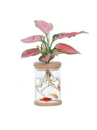 Transparent Hydroponic Flower Pot Imitation 