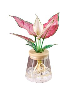 Transparent Hydroponic Flower Pot Imitation 