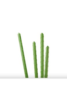 Tomato seedling stake, 60cm