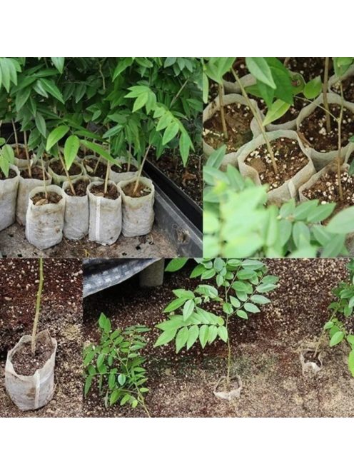 Seedling growing bag 